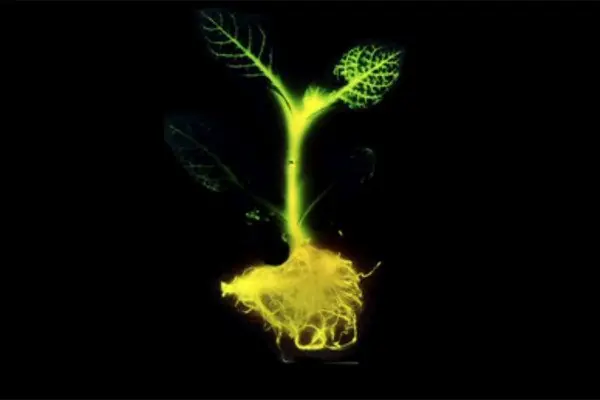 ¡Eureka! Diseñan plantas bioluminiscentes para iluminar