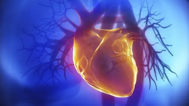Este parche ciborg puede curar enfermedades del corazón