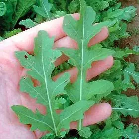 Cultivo de Rúcula