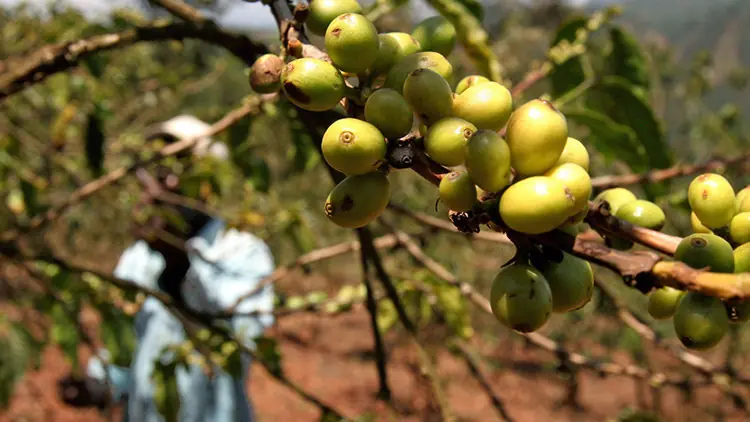 La reacción inesperada de cultivadores de café kenianos al p