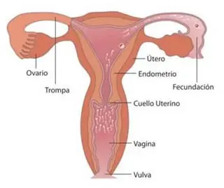 mujer