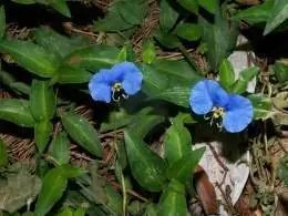 huerta organica