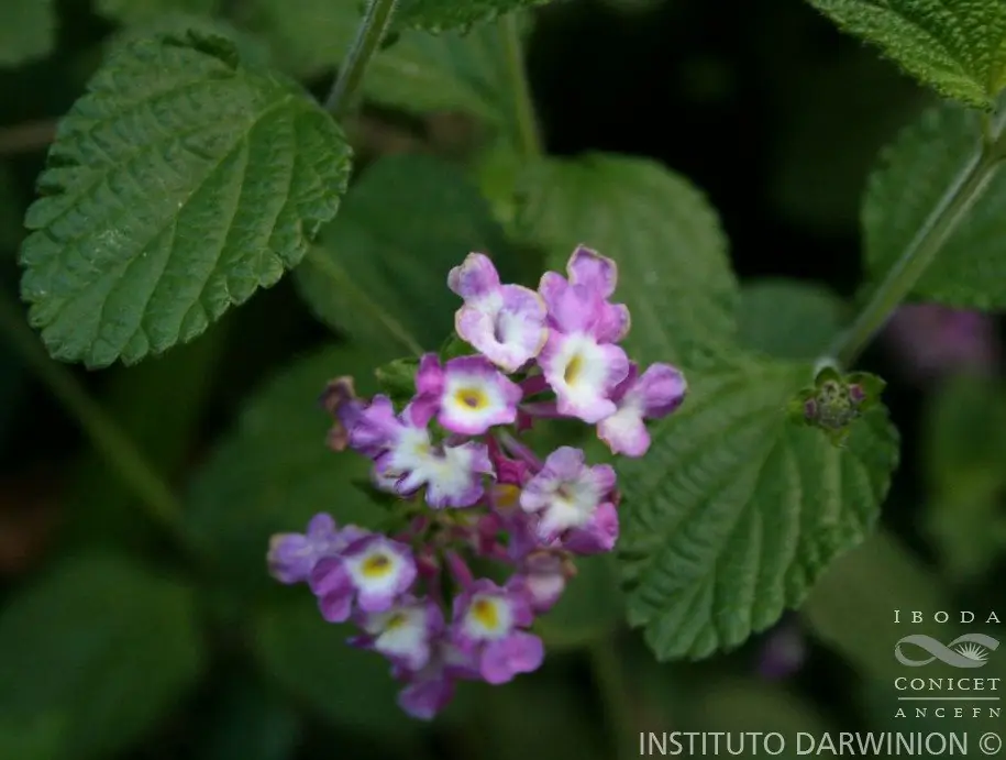 jardineria