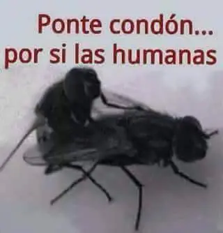 imagenes de Humor Papu