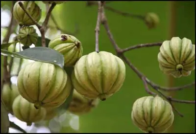 Garcinia Cambogia: ¿Segura para bajar de peso?