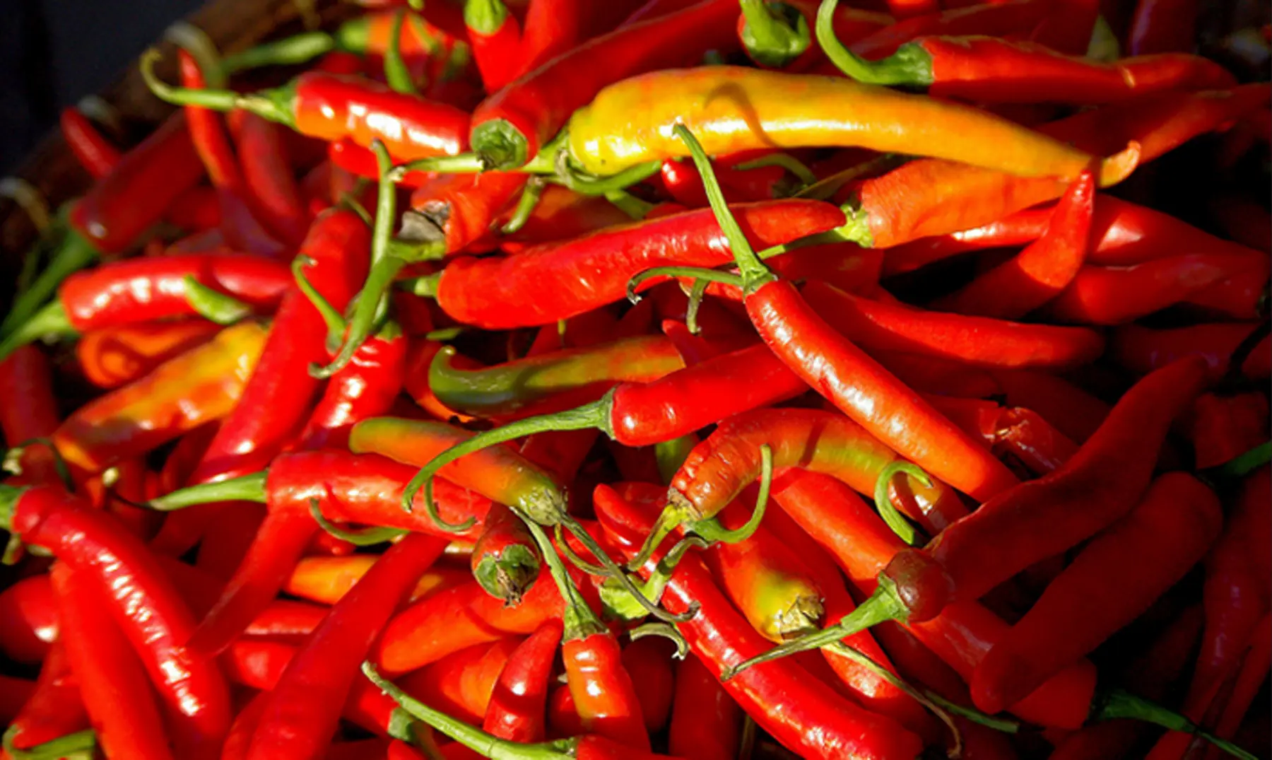 picante