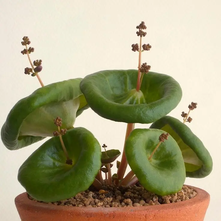Top 10 plantas de ornato raras