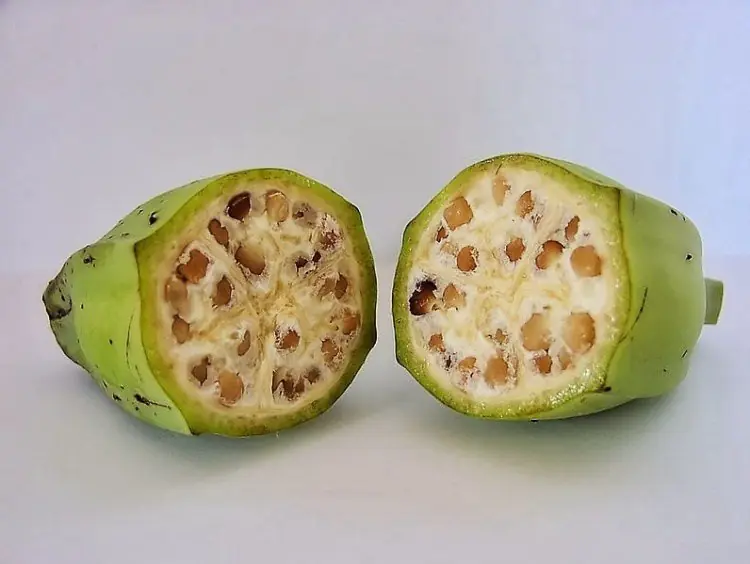 Así se veían estas frutas hace 100 años y así se ven ahora