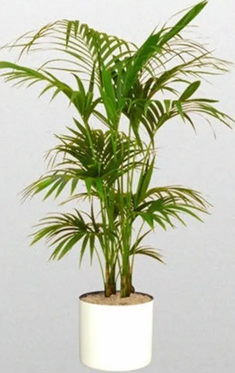 plantas