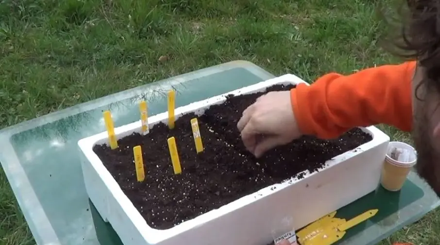 Como Sembrar Tomates , Berenjenas Y Pimientos