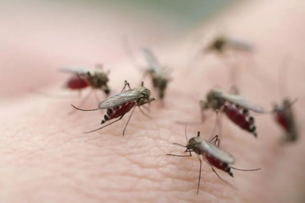 Métodos caseros para ahuyentar mosquitos: conocelos
