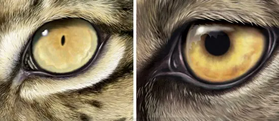 ¡¡Lince!! cuida tus ojos de lince, Diez consejos