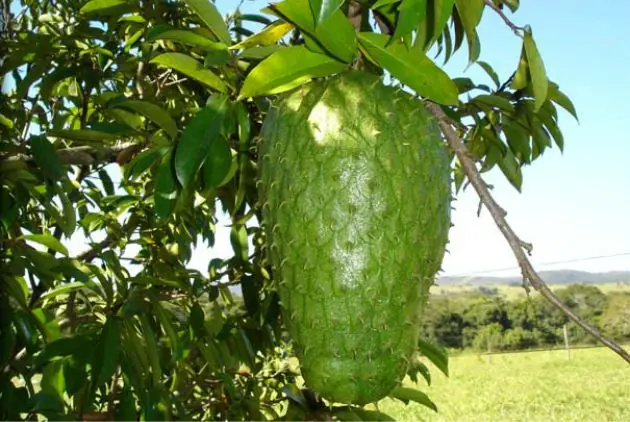 Conoce la fruta que mata las células cancerosas