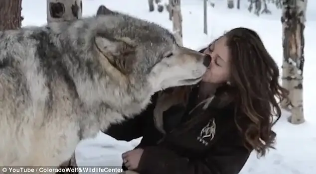 Lobo gigante de 2.5 m y una linda chica se juntan