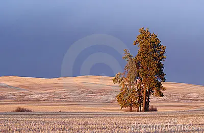 Palouse