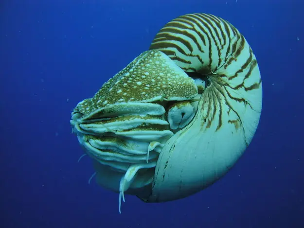 8 Animales a los que no debes molestar