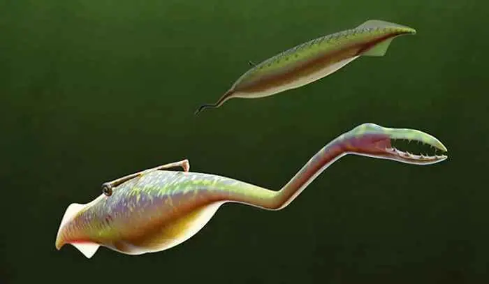 vertebrado