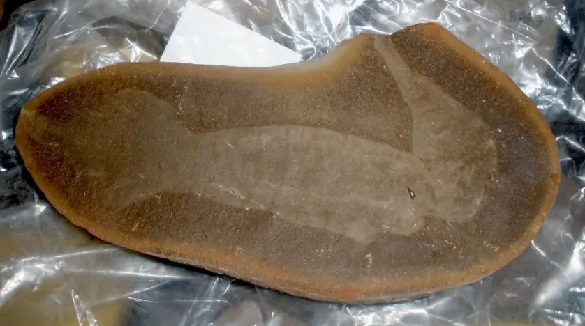 El Monstruo de Tully era un Vertebrado (Paleontología)