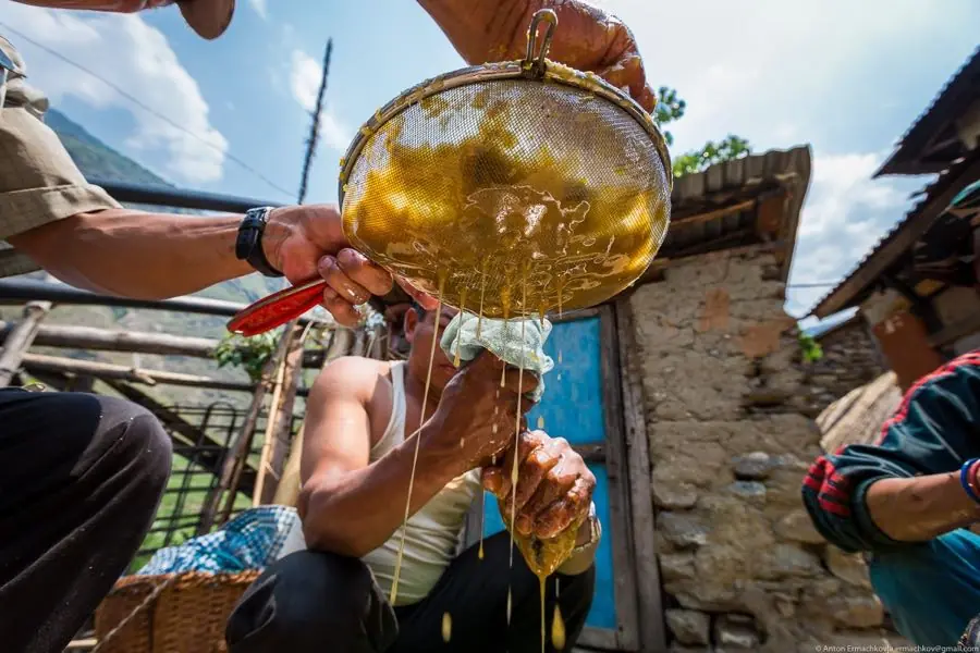 Los colectores de miel alucinógena de Nepal Los colectores de miel alucinógena de Nepal