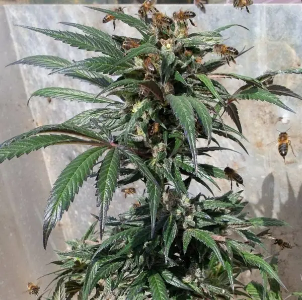 abejas abejas