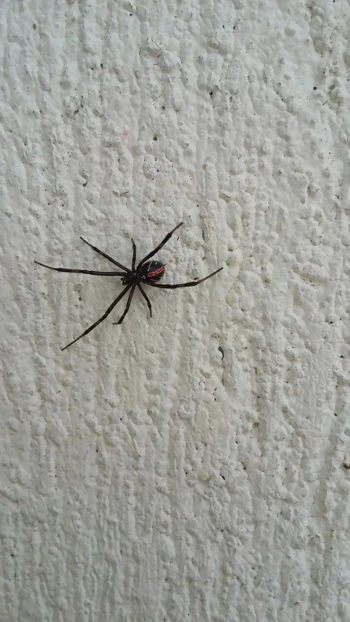 picaduras de aranas