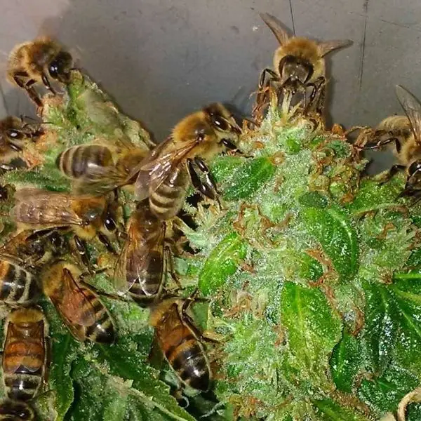 ¿Qué sale de la mezcla de marihuana y un panal de abejas?