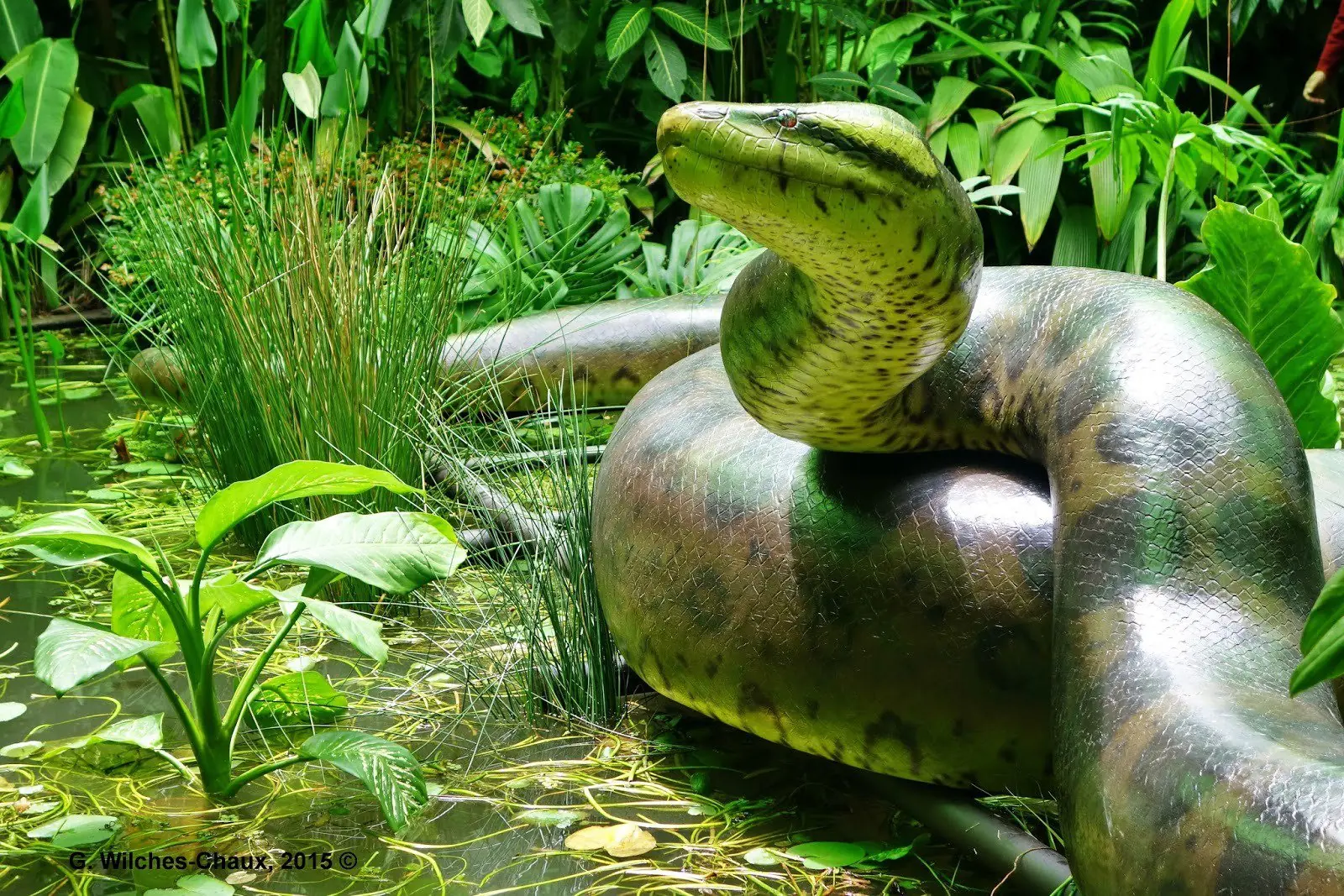 serpiente colombia