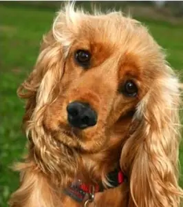 Querido perro rutero (propio)