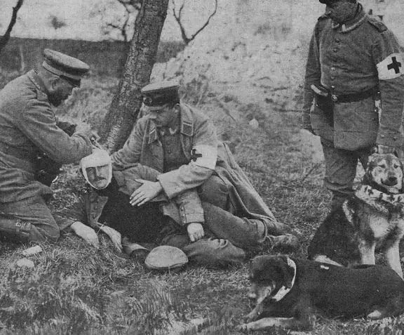 Animales. Los héroes olvidados de la 1º Guerra Mundial