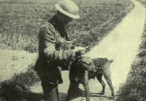 animales en la guerra