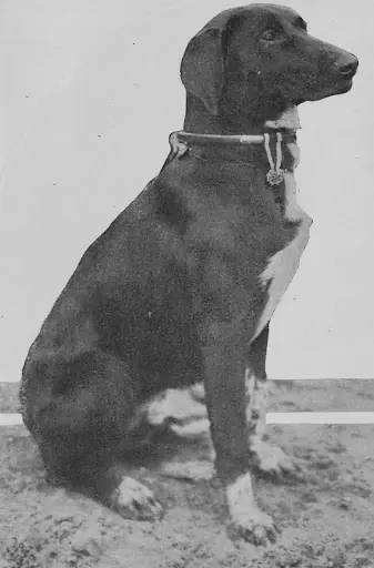 Animales. Los héroes olvidados de la 1º Guerra Mundial