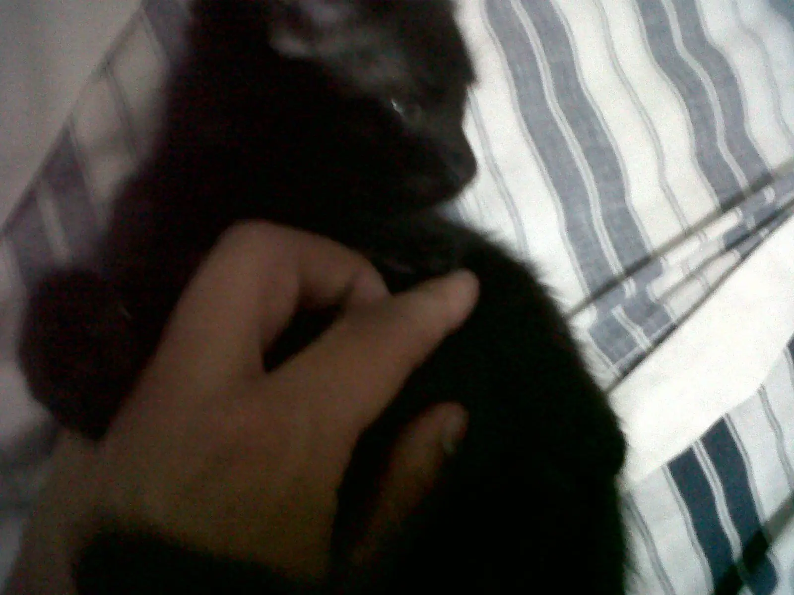 gato