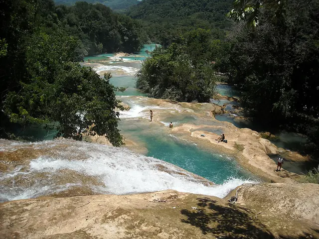Selva Selva
