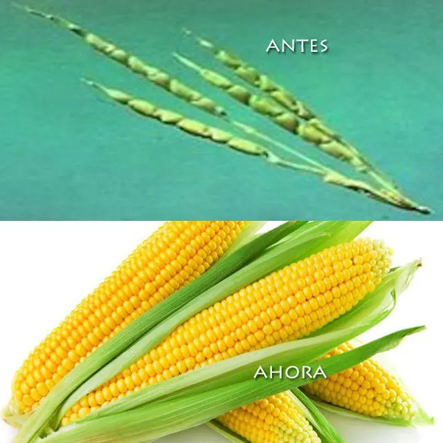 Frutas y verduras antes de ser manipuladas por el hombre