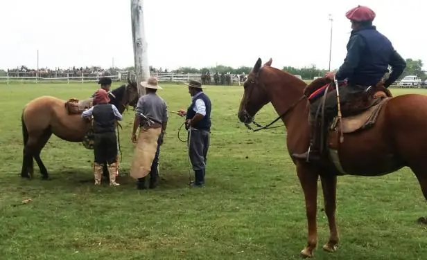 Muerte de un caballo en doma reaviva la polémica
