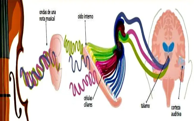 La música en nuestro cerebro