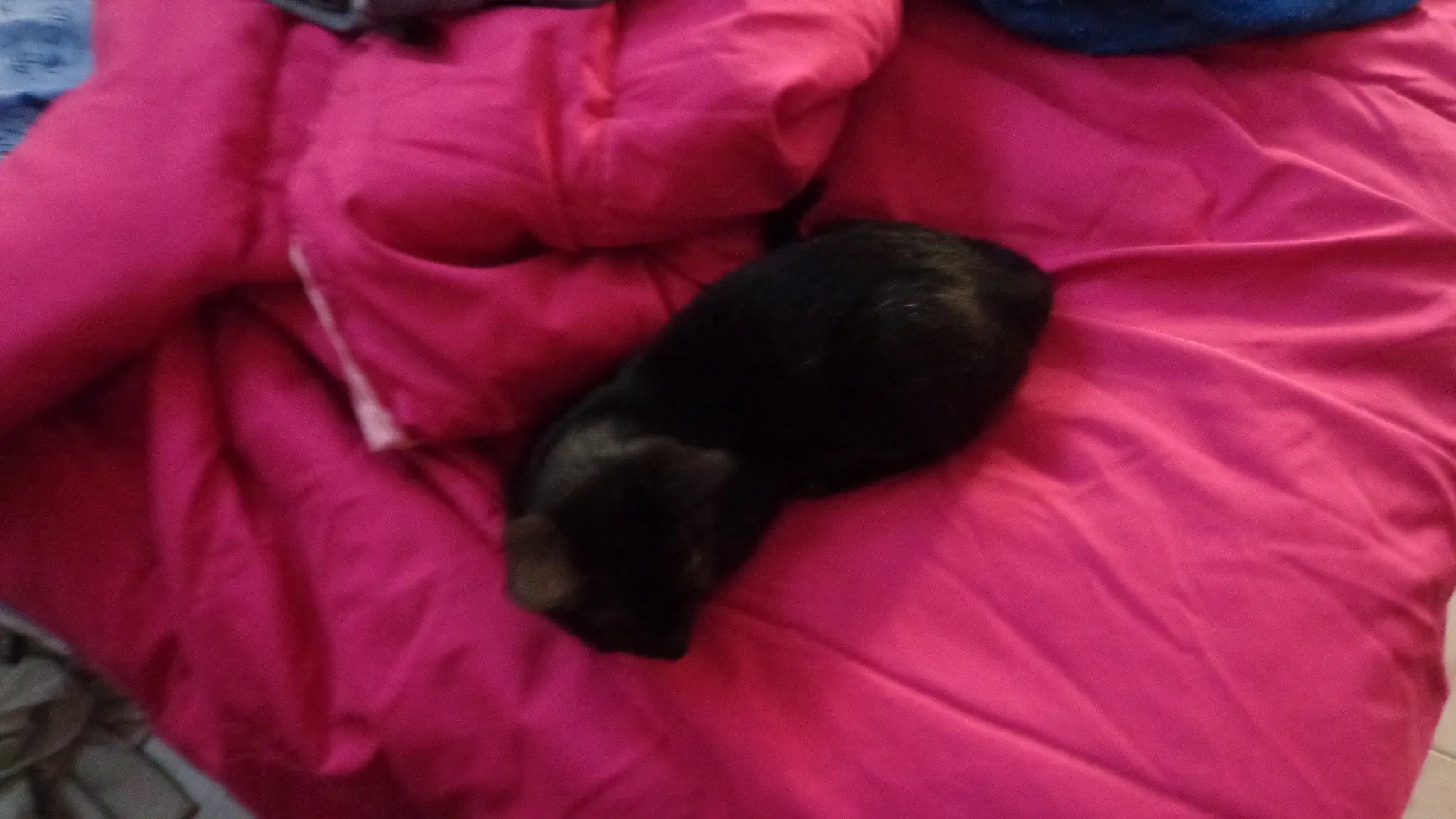 Mi gato se murio y mi ser le dedica esto Mi gato se murio y mi ser le dedica esto