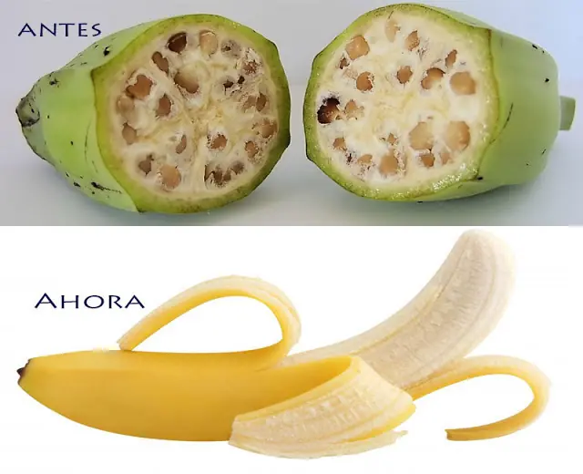 Frutas y verduras antes de ser manipuladas por el hombre