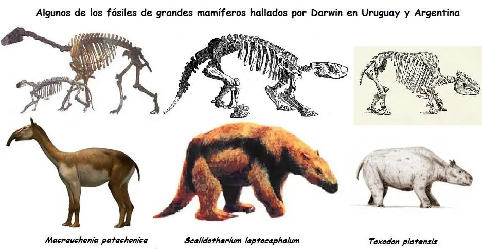 darwin