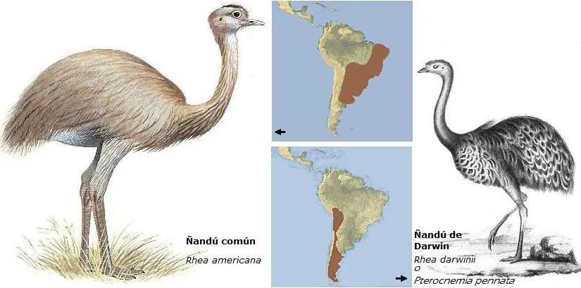 teoria