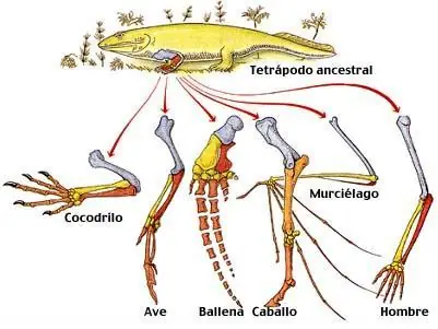 evolución