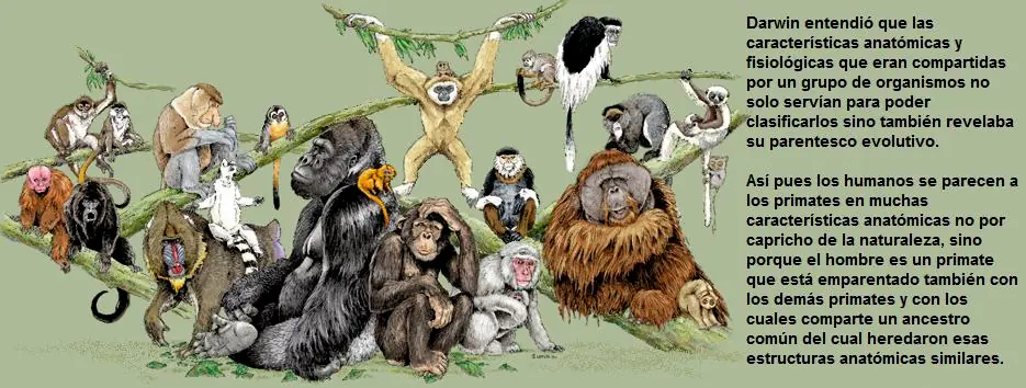 chimpancé