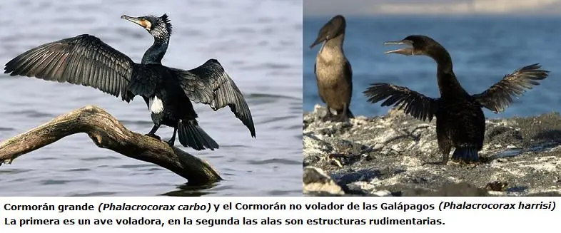 Darwin, el genio de los orígenes, Parte 2.