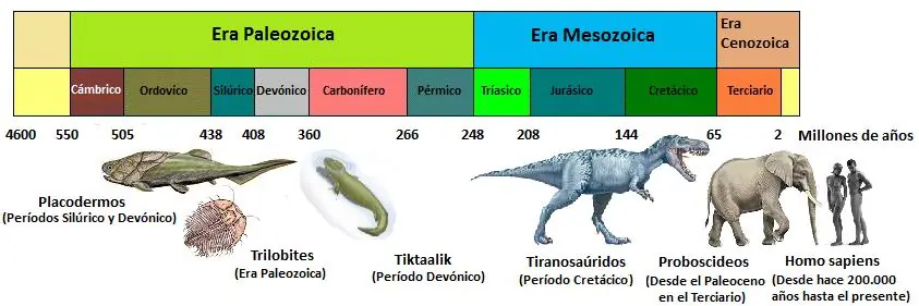 evolución