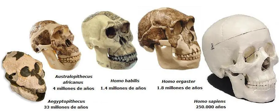 Darwin, el genio de los orígenes, Parte 2.