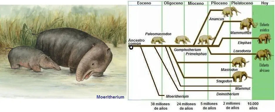 darwin
