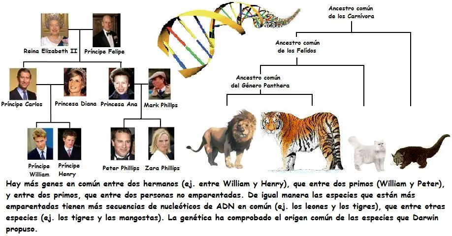 origenes