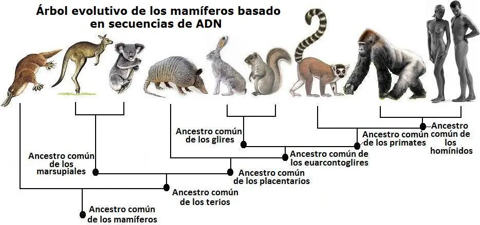 evolución