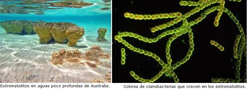 Darwin, el genio de los orígenes, Parte 2.