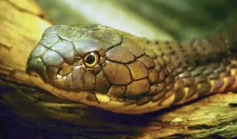 Esconder drogas,nivel dios XD